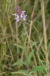 Stachys palustris
