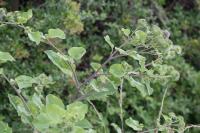 Arctium lappa