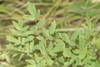Thalictrum flavum