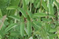 Sanguisorba officinalis
