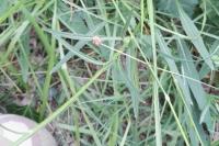 Phyteuma orbiculare