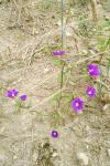Legousia speculum-veneris