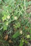 Astragalus glycyphyllos