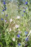 Echium vulgare