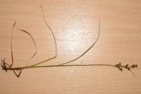Juncus compressus