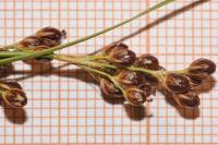 Juncus compressus