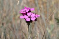 Dianthus carthusianorum