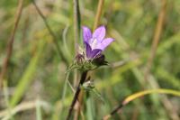 Campanula glomerata