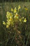Linaria vulgaris