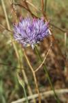 Jasione montana