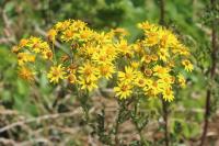 Jacobaea vulgaris