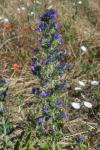 Echium vulgare