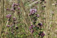 Origanum vulgare