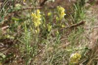 Linaria vulgaris