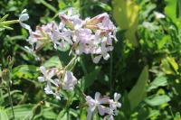 Saponaria officinalis