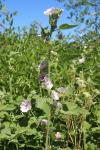 Althaea officinalis