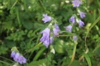 Campanula trachelium