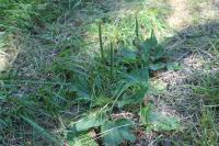 Plantago major
