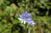 Cichorium intybus