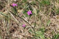 Dianthus armeria