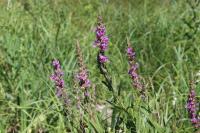 Lythrum salicaria