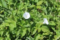 Convolvulus sepium