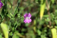 Epilobium hirsutum