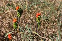Arum maculatum