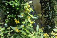 Lysimachia vulgaris