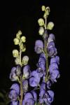 Aconitum bauhinii