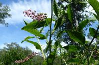 Phytolacca americana