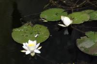 Nymphaea alba