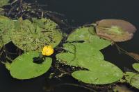 Nuphar lutea