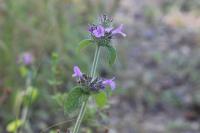 Clinopodium vulgare
