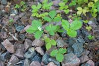 Fragaria vesca