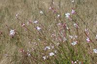 Oenothera lindheimeri