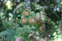 Arctium lappa