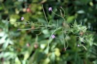 Epilobium parviflorum