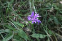 Campanula glomerata