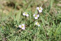 Alisma plantago-aquatica