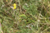 Lathyrus pratensis