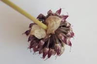 Allium sphaerocephalon