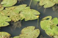 Nuphar lutea