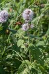 Mentha aquatica