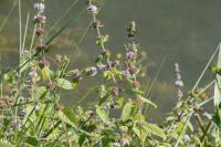 Mentha arvensis