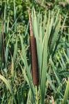 Typha latifolia