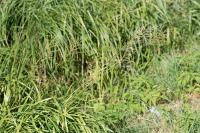 Glyceria maxima