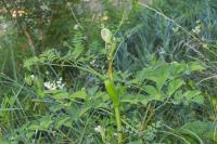 Angelica sylvestris