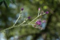 Cirsium palustre