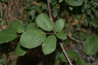 Rubus ulmifolius